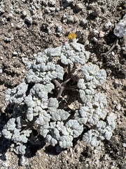 Psathyrotes ramosissima