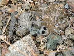 Euspinolia chilensis