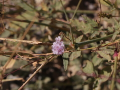 Boerhavia xantii