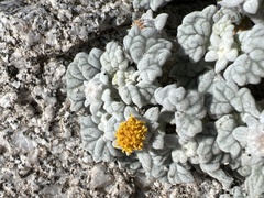 Psathyrotes ramosissima