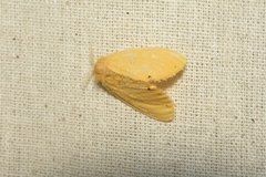 Hypena laceratalis