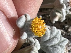 Psathyrotes ramosissima