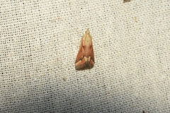 Hypena laceratalis