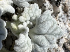 Psathyrotes ramosissima