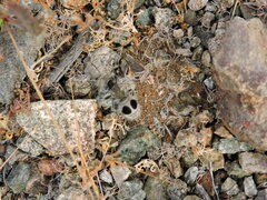 Euspinolia chilensis