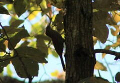 Xiphorhynchus flavigaster