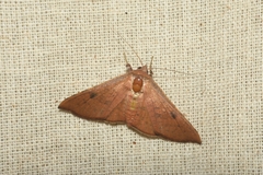 Hypena laceratalis