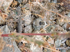 Euspinolia chilensis