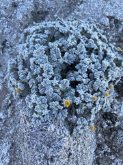 Psathyrotes ramosissima