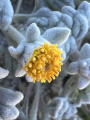 Psathyrotes ramosissima