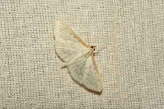 Hypena laceratalis
