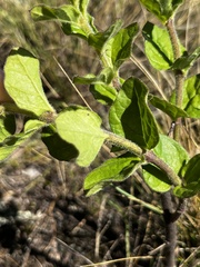Brachystelma gerrardii