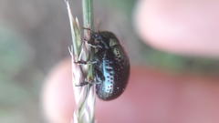 Chrysolina