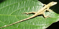 Anolis altae