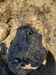 Ischnochiton cariosus