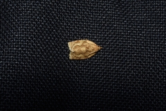 Hypena laceratalis