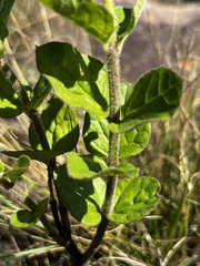 Brachystelma gerrardii