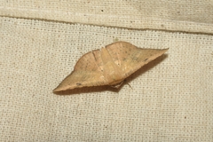 Hypena laceratalis