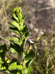 Brachystelma gerrardii