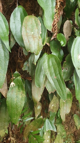 Cheiropleuria integrifolia (Cheiropleuria integrifolia)