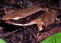 Lithobates warszewitschii