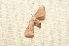 Hypena laceratalis