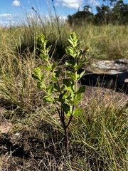 Brachystelma gerrardii