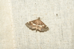 Hypena laceratalis