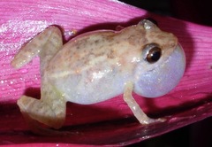 Diasporus diastema