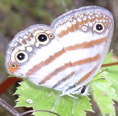 Euptychia jesia