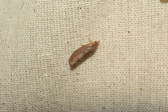 Hypena laceratalis