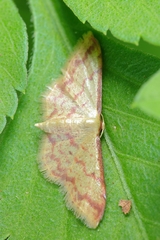 Idaea paraula