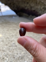 Monetaria caputserpentis