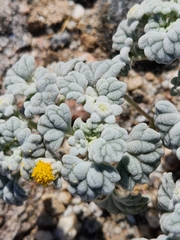 Psathyrotes ramosissima