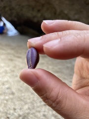 Monetaria caputserpentis