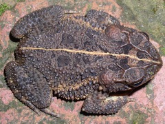 Incilius coccifer