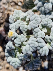 Psathyrotes ramosissima