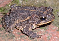 Incilius coccifer