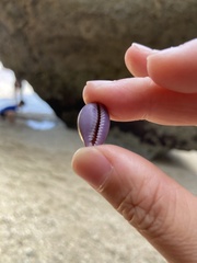 Monetaria caputserpentis