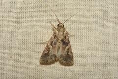 Hypena laceratalis