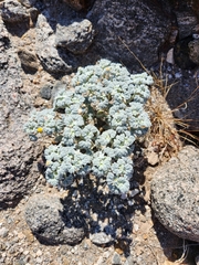 Psathyrotes ramosissima