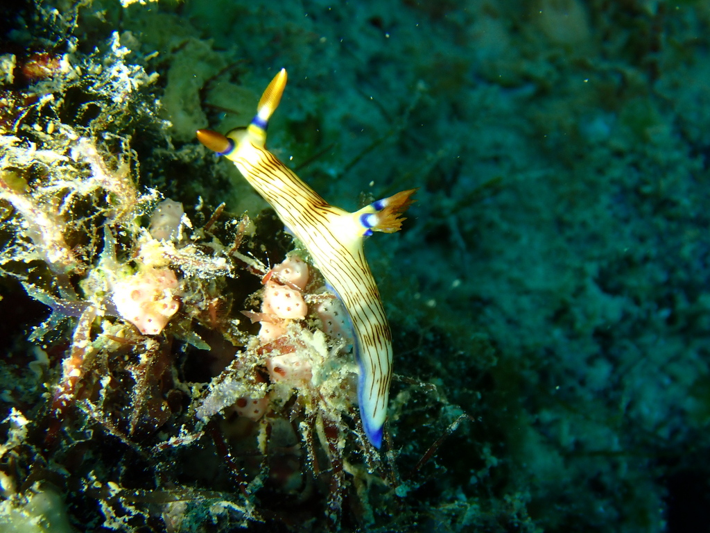 Ivory Wrinkle Dorid