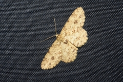 Hypena laceratalis