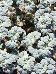 Psathyrotes ramosissima