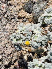 Psathyrotes ramosissima