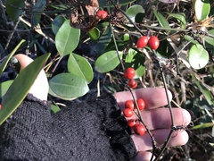 Smilax walteri