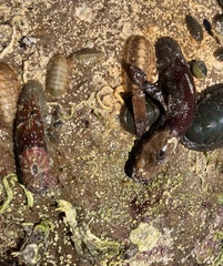 Amblychilepas oblonga