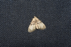 Hypena laceratalis
