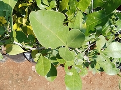 Pleiospermium alatum