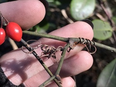Smilax walteri